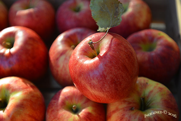 Homemade Applesauce