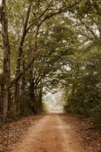 Peaceful pathway at The Farm at Rivendell, symbolizing the restorative healing journey.