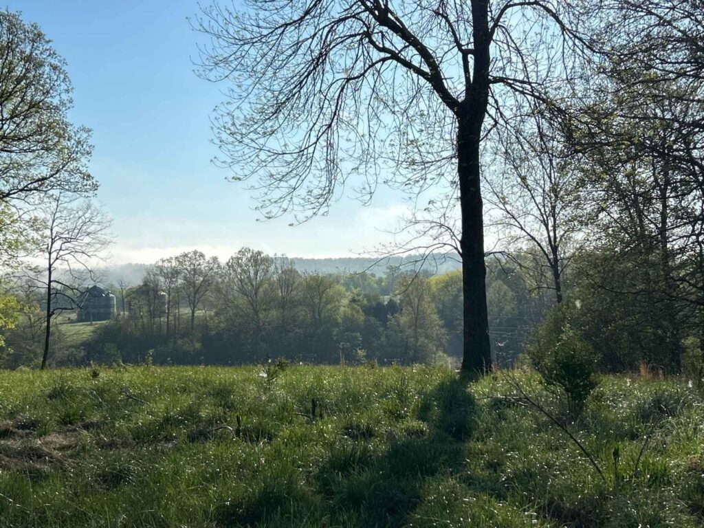 Sunrise over a Tennessee pasture with wildflowers and distant trees