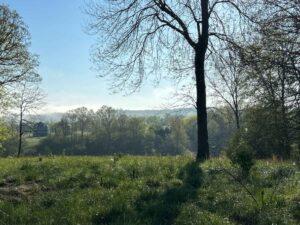 Sunrise over a Tennessee pasture with wildflowers and distant trees